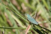 *La Cicadelle verte (Homoptre - Cicadellidae - Cicadella viridis) 